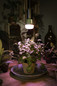 Preview: OSRAM LED Leuchtmittel LED STAR GROW T LAMP 10W Clear E27 4058075845787