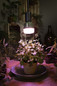 Preview: OSRAM LED Leuchtmittel LED STAR GROW T LAMP 20W Clear E27 4058075845800
