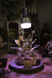 Preview: OSRAM LED Leuchtmittel LED STAR GROW T LAMP 20W Clear E27 4058075845800