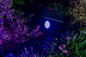 Preview: OSRAM LED Aussenleuchte Smart+ Solar Spot Multicolor RGB + TW Dimmbar Tunable White 4099854474477