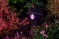 Preview: OSRAM LED Aussenleuchte Smart+ Solar Spot Multicolor RGB + TW Dimmbar Tunable White 4099854474477