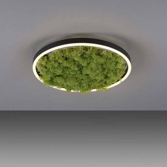 JUST LIGHT GERDA RITUS LED Deckenleuchte Warmweiss Dimmbar 20W moos 15391-66